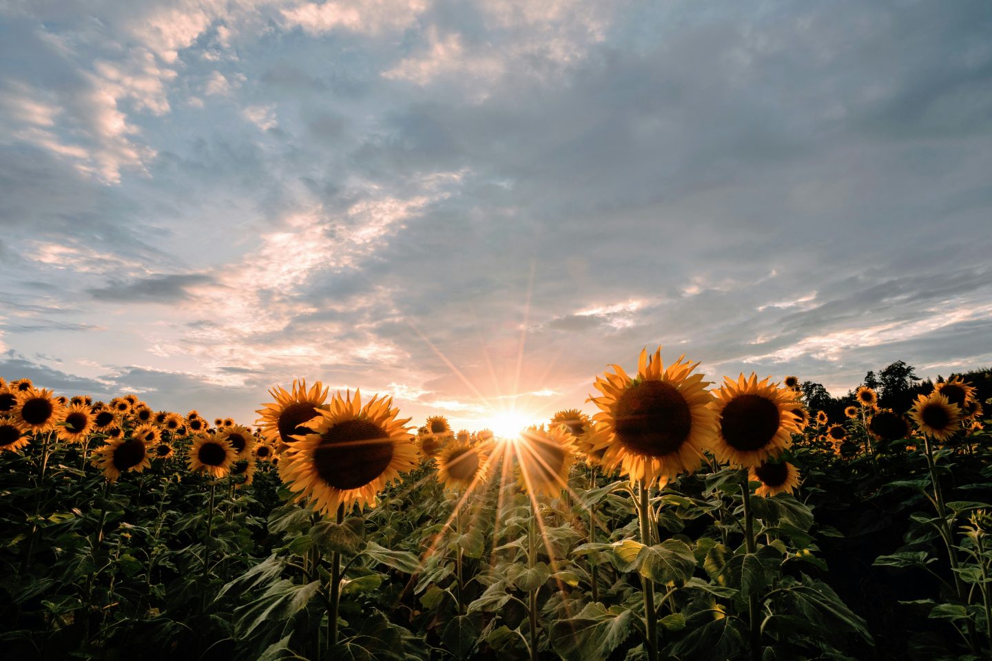 Hoe planten reageren op de tijd een biologisch perspectief