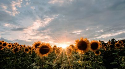 Hoe planten reageren op de tijd een biologisch perspectief